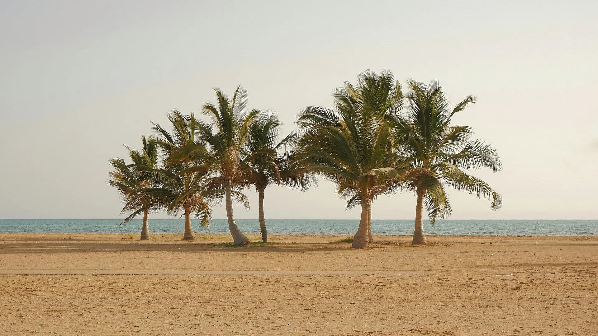 Beach Palm Trees