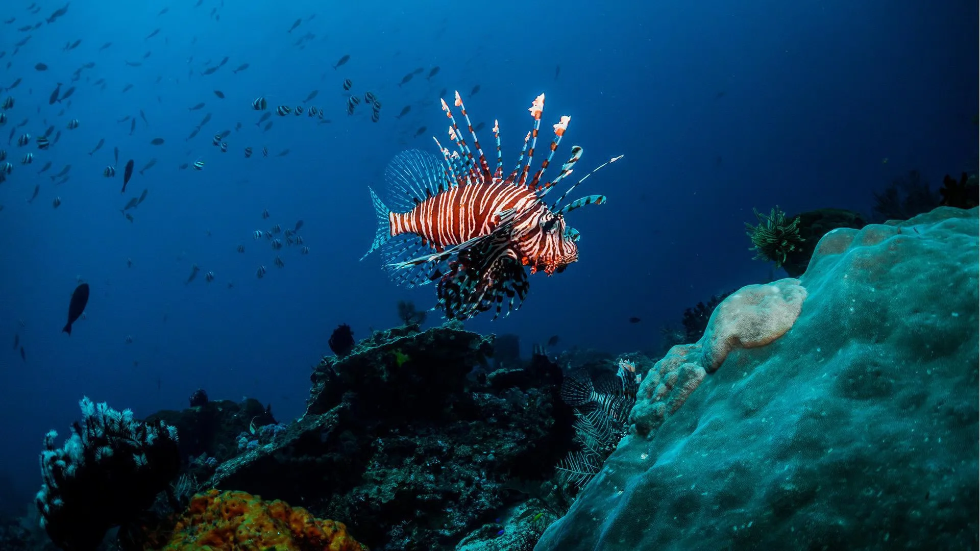 Diving / Lionfish